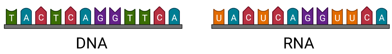 A table demonstrating the structures of DNA and RNA aptamers
